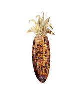 49" SuperShape Harvest Corn Balloon